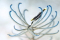   Crinoid Shrimp. little shrimp peacefully resting feather star looking like Chinese ink painting isnt  
